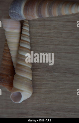 long seashell snail background with copyspace on wooden floor, long brown seashell Stock Photo
