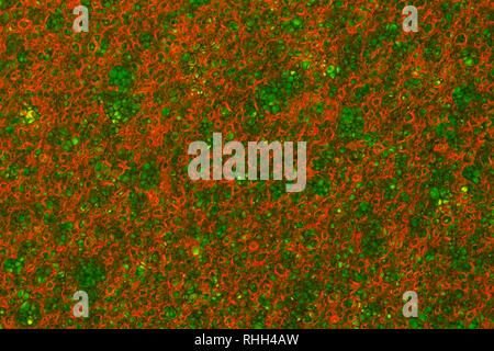 Green Sponge Foam Texture Macro Background. Abstract background of a thin layer of foam rubber. Translucent material. Fibers Stock Photo