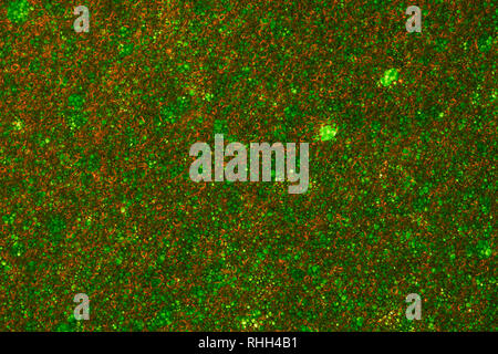 Green Sponge Foam Texture Macro Background. Abstract background of a thin layer of foam rubber. Translucent material. Fibers Stock Photo