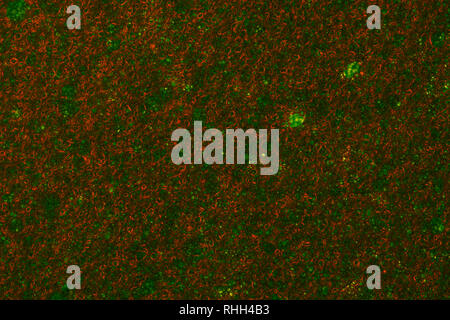 Green Sponge Foam Texture Macro Background. Abstract background of a thin layer of foam rubber. Translucent material. Fibers Stock Photo