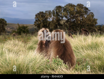 Close up of Gelada monkeys grooming in Simien mountains, Ethiopia. Stock Photo