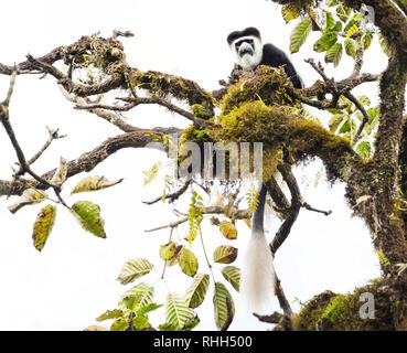 Mantled guereza (Colobus guereza) monkey in the Harenna Forest. Bale Mountains National Park, Ethiopia. Stock Photo