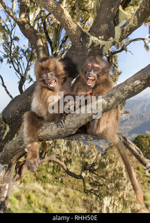 Close-up of baby Gelada monkeys playing in tree, Simien mountains, Ethiopia. Stock Photo