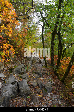 Autumn colours on display in the Carso karst limestone area of Friuli, near Doberdo in north east Italy