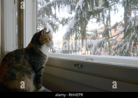 tricolor cat sits by the window in winter Stock Photo