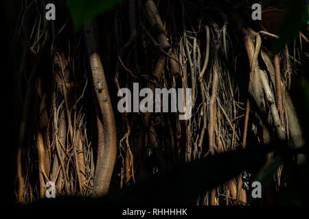 Roots of trees. Huge tree trunk and large exposed roots. Image for graphic design. Stock Photo