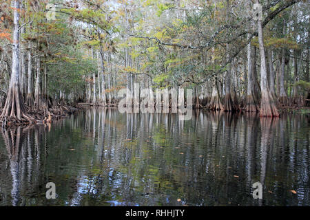 Cypress Trees on the banks of Fisheating Creek, Florida, in the autumn. Stock Photo