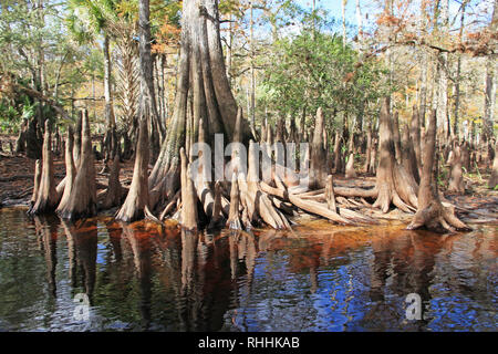 Cypress Trees on the banks of Fisheating Creek, Florida, in the autumn. Stock Photo