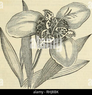 . B.K. Bliss and Son's illustrated spring catalogue and amateur's guide to the flower and kitchen garden. B. K. BLISS &amp; SON'S CATALOGUE OF SEEDS. 101 LILIES OF VARIOUS SOKTS. Each. Per doz. Lilium Brownii, superb white; 2} feet, - - - - - - -$3 50 — Bulbiferuin, 1$ to 3 feet in hight, with dark green foliage, rich orange, cup-shape&lt;l blossoms, very showy, - - - - - - - - - 40 $4 00 — Carulidum, is the well-known white, hardy, garden Lily, from 3 to 4 feet in hight, with large raeemes of snow-white fragrant blossoms, - - - - - - 15 1 50 fl..re pleno, a double variety of the preceding, ve Stock Photo