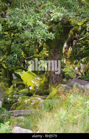 Twisted, Gnarly, Stunted Moss Covered Sessile Oak Trees (Quercus petraea) of Wistmans Wood. Dartmoor, Devon, UK. Stock Photo