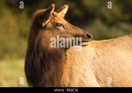 Roosevelt elk (Cervus canadensis roosevelti), Redwood National Park, California Stock Photo