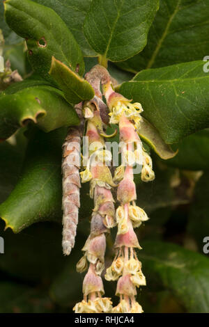 Coast silk tassel (Garrya elliptica), Patrick's Point State Park, California Stock Photo