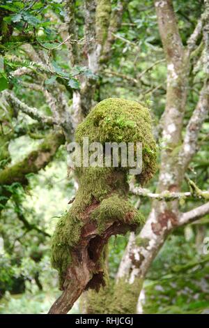 Twisted, Gnarly, Stunted Moss Covered Sessile Oak Trees (Quercus petraea) of Wistmans Wood. Dartmoor, Devon, UK. Stock Photo