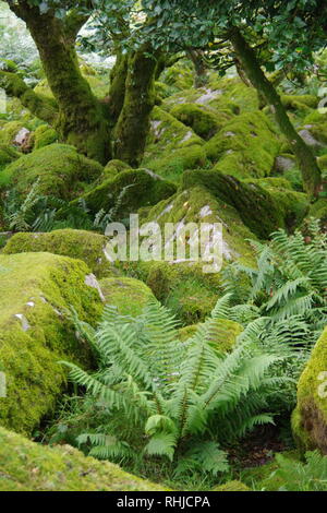 Twisted, Gnarly, Stunted Moss Covered Sessile Oak Trees (Quercus petraea) of Wistmans Wood. Dartmoor, Devon, UK. Stock Photo