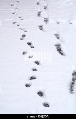 Footprints in the snow left by a man walking his dogs Stock Photo