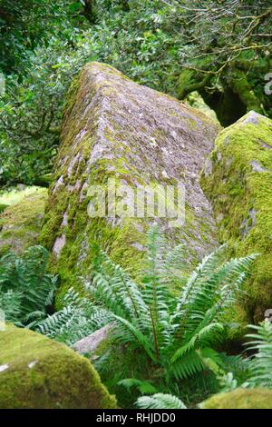 Twisted, Gnarly, Stunted Moss Covered Sessile Oak Trees (Quercus petraea) of Wistmans Wood. Dartmoor, Devon, UK. Stock Photo