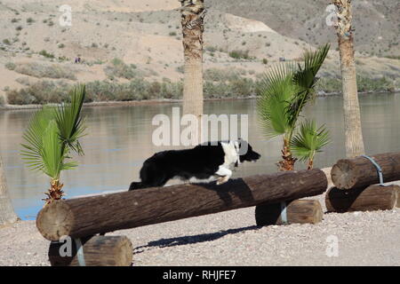 Border Collie leaping Stock Photo