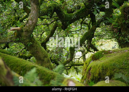 Twisted, Gnarly, Stunted Moss Covered Sessile Oak Trees (Quercus petraea) of Wistmans Wood. Dartmoor, Devon, UK. Stock Photo