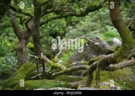 Twisted, Gnarly, Stunted Moss Covered Sessile Oak Trees (Quercus petraea) of Wistmans Wood. Dartmoor, Devon, UK. Stock Photo