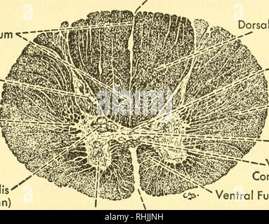 Biology of the vertebrates : a comparative study of man and his animal  allies. Vertebrates; Vertebrates -- Anatomy; Anatomy, Comparative. The  Dominating Factor 687 /Dorsal Sulcus (Fissure) Dorsal Median Septum  *"^8$J5
