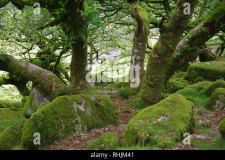 Twisted, Gnarly, Stunted Moss Covered Sessile Oak Trees (Quercus petraea) of Wistmans Wood. Dartmoor, Devon, UK.