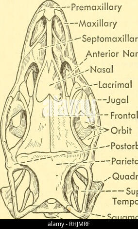 Biology of the vertebrates : a comparative study of man and