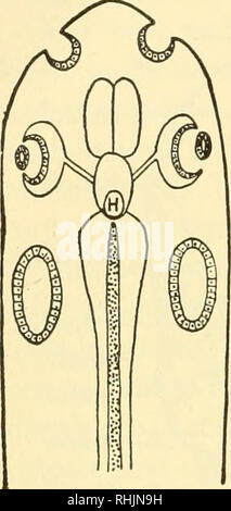 . Biology of the vertebrates : a comparative study of man and his animal allies. Vertebrates; Vertebrates -- Anatomy; Anatomy, Comparative. 556 Biology of the Vertebrates. of a future skull do not appear until after the notochord is well established. Before any skeletal elements except the notochord are present, the brain is surrounded by a thin, tough, membranous sac which is later replaced by the dura mater and by the skull itself. The anterior tip of the notochord lies just behind the hypophysis and beneath the midbrain. There are also present three pairs of conspicuous sense organs, arrang Stock Photo