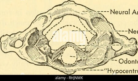 Biology of the vertebrates : a comparative study of man and