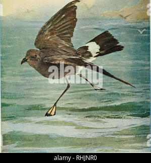 . Birds &amp; nature. Birds; Natural history. From col. Chi. AcaJ. Sciences. WILSONS PETREL. 7; Life-size. Oopviiglit by Niitine .Sluiiy Pub. Co., 1888, Cliicag. Please note that these images are extracted from scanned page images that may have been digitally enhanced for readability - coloration and appearance of these illustrations may not perfectly resemble the original work.. Marble, Charles C; Higley, William Kerr, 1860-1908. Chicago, Nature study pub. co. [etc. ] Stock Photo