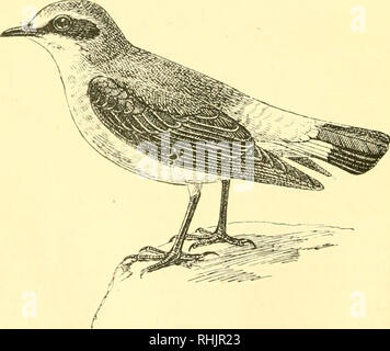 . Birds: the elements of ornithology ; with 174 illustrations whereof 140 are original drawings. Birds; Birds. The Thrush {Turdus musicus). Fig. 115.. The Wheatear {Saxicola cenanthc).. Please note that these images are extracted from scanned page images that may have been digitally enhanced for readability - coloration and appearance of these illustrations may not perfectly resemble the original work.. Mivart, St. George Jackson, 1827-1900. London : R. H. Porter Stock Photo