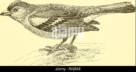. Birds: the elements of ornithology ; with 174 illustrations whereof 140 are original drawings. Birds; Birds. The Golden Oriole {Oriolusgalbula). Fig. 109.. The Chaffinch {Fringilla coshhs).. Please note that these images are extracted from scanned page images that may have been digitally enhanced for readability - coloration and appearance of these illustrations may not perfectly resemble the original work.. Mivart, St. George Jackson, 1827-1900. London : R. H. Porter Stock Photo