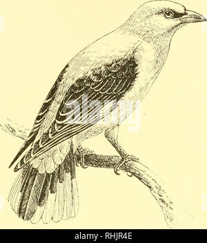 . Birds: the elements of ornithology ; with 174 illustrations whereof 140 are original drawings. Birds; Birds. INTEODUCTION. 103 Fig. 108.. The Golden Oriole {Oriolusgalbula). Fig. 109.. Please note that these images are extracted from scanned page images that may have been digitally enhanced for readability - coloration and appearance of these illustrations may not perfectly resemble the original work.. Mivart, St. George Jackson, 1827-1900. London : R. H. Porter Stock Photo