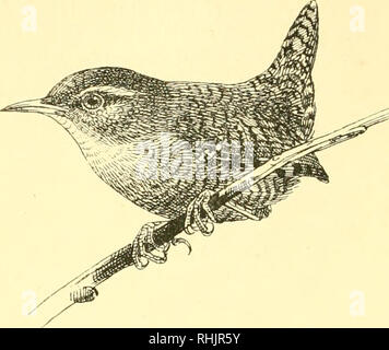 . Birds: the elements of ornithology ; with 174 illustrations whereof 140 are original drawings. Birds; Birds. 98 ELEMENTS OF OKNITHOLOQT. Fig. 102.. The Wren {Anorthura troglodi/ies)^ Fig. 103.. Please note that these images are extracted from scanned page images that may have been digitally enhanced for readability - coloration and appearance of these illustrations may not perfectly resemble the original work.. Mivart, St. George Jackson, 1827-1900. London : R. H. Porter Stock Photo