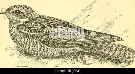 . Birds: the elements of ornithology ; with 174 illustrations whereof 140 are original drawings. Birds; Birds. 86 ELEMENTS OF ORNITHOLOGY. Fig. 88.. The Nightjar {Caprimulgus euro'paus). fig. 89.. Please note that these images are extracted from scanned page images that may have been digitally enhanced for readability - coloration and appearance of these illustrations may not perfectly resemble the original work.. Mivart, St. George Jackson, 1827-1900. London : R. H. Porter Stock Photo