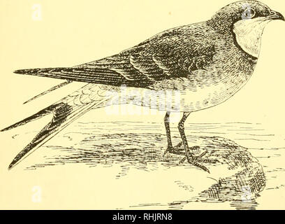 . Birds: the elements of ornithology ; with 174 illustrations whereof 140 are original drawings. Birds; Birds. The Sheath-biU {Chionis alba). Fig. 63.. The Pratincole (Glarcola lyratincola).. Please note that these images are extracted from scanned page images that may have been digitally enhanced for readability - coloration and appearance of these illustrations may not perfectly resemble the original work.. Mivart, St. George Jackson, 1827-1900. London : R. H. Porter Stock Photo