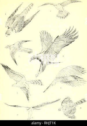 Peregrine 5 vs 6 hotsell