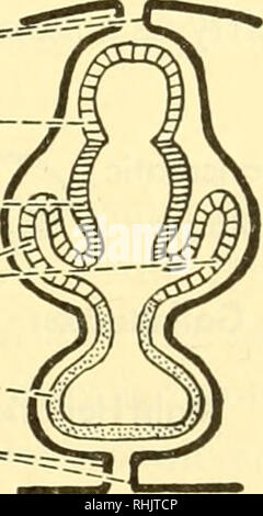 . Biology of the vertebrates : a comparative study of man and his animal allies. Vertebrates; Vertebrates -- Anatomy; Anatomy, Comparative. Fig. 267. Origin of pancreas and liver. (After Schimkewitsch.) It arises as one or more endodermal outgrowths from the embryonic gut just posterior to the liver. These outgrowths are ordinarily three in number, of which one is dorsal and two are ventral in position (Fig. 267). The two ventral parts fuse together into a common gland, while the ducts formed at each point of outgrowth may either persist, or as is more often the case disappear with the excepti Stock Photo