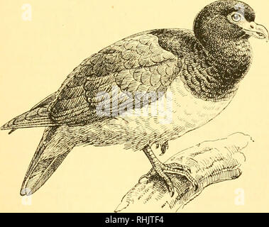 . Birds: the elements of ornithology ; with 174 illustrations whereof 140 are original drawings. Birds; Birds. The Eock-pigeon {Columba livia). Fig. 10.. The Tooth-billed Pigeon {Didunculm strigirostris).. Please note that these images are extracted from scanned page images that may have been digitally enhanced for readability - coloration and appearance of these illustrations may not perfectly resemble the original work.. Mivart, St. George Jackson, 1827-1900. London : R. H. Porter Stock Photo