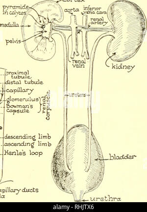 19.4: Ureters, Urinary Bladder, and Urethra - Biology LibreTexts