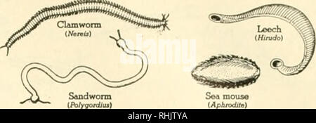 . Biology and man. Biology; Human beings. Sea mouse iAphrodjf) PHYLUM VI WHEELWORMS (Trochelminthes, &quot;wheel worms&quot;). Minute &quot;worms&quot; with front end of body cihated and hind end usually forked; the beating cilia on the rotifers give impression of one or more revolving wheels; abound in stagnant water. PHYLUM VII ECHINODERMS (&quot;spiny-skinned&quot;). Radially symmetrical marine animals; usually with calcareous spines in skin and with well-developed water-tube system (see illustration, p. 230). CLASS 1 ASTEROIDS. Starfish. CLASS 2 OPHIUROIDS. Brittle stars. CLASS 3 ECHINOIDS Stock Photo