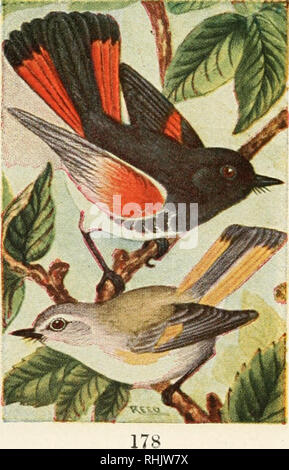 . Bird guide : land birds east of the Rockies from parrots to bluebirds. Birds -- United States. AMEmCAN REDSTART. 687. Setophaga ruticilla. 5^/^ inches. Male, black, orange and white,- female, grayish, yel- low and white; it requires two or three years to attain the black plumage of the male, in the intermediate stages they are sometimes strangely mottled. In the northeastern half of the United States, these are one of the commonest and most active of the species. Both the males and females seem to be proud of their handsome plumage and are continually spreading and closing their tails. They  Stock Photo