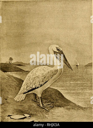 . Bird notes from the Nile. Birds. Roseate Pelican.. Please note that these images are extracted from scanned page images that may have been digitally enhanced for readability - coloration and appearance of these illustrations may not perfectly resemble the original work.. Amherst, Mary Rothes Margaret (Tyssen-Amherst) Cecil, baroness, 1857-1919. Westminister [Eng. ] A. Constable &amp; co. , ltd. Stock Photo