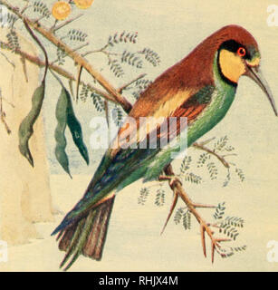 . Bird notes from the Nile. Birds. I&gt;Ki: K 11&quot;.. Please note that these images are extracted from scanned page images that may have been digitally enhanced for readability - coloration and appearance of these illustrations may not perfectly resemble the original work.. Amherst, Mary Rothes Margaret (Tyssen-Amherst) Cecil, baroness, 1857-1919. Westminister [Eng. ] A. Constable &amp; co. , ltd. Stock Photo