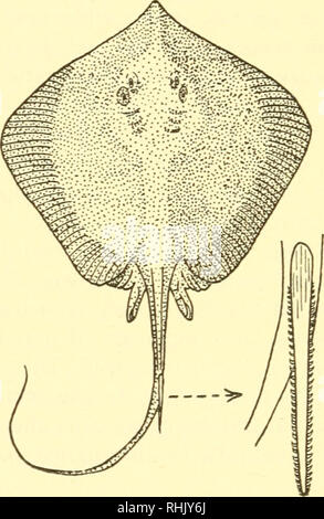 . The biology of marine animals. Marine animals; Physiology, Comparative. 666 THE BIOLOGY OF MARINE ANIMALS fifty sting-ray spines embedded in various parts of its body, especially in the mouth and gullet. It is suggested that the sting-ray uses its spine mainly as an offensive weapon (47, 52, 94, 95). Other elasmobranchs bearing poisonous spines are the Port Jackson shark Heterodontus, the spiny dogfish Squalus acanthias and the chimae- roids Chimaera monstrosa and Hydrolagus colliei. These animals have a grooved spine in front of the dorsal fin. The arrangement is much the same as in the sti Stock Photo