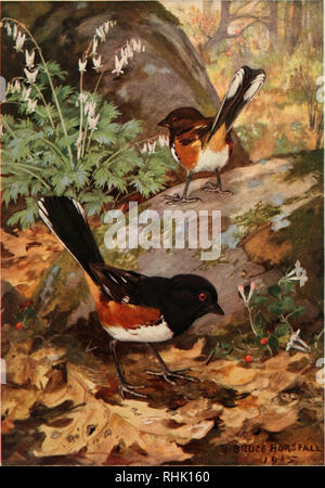 . Bird biographies. Birds -- United States. TOWHEE. Please note that these images are extracted from scanned page images that may have been digitally enhanced for readability - coloration and appearance of these illustrations may not perfectly resemble the original work.. Ball, Alice Eliza, 1867-1948; Horsfall, R. Bruce (Robert Bruce), 1869-1948. New York, Dodd, Mead Stock Photo