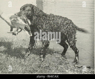 Bird dogs in sport and conservation. Bird dogs Dogs. YEATTER