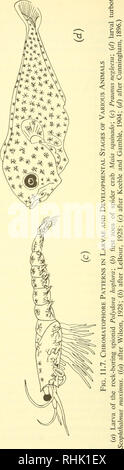 . The biology of marine animals. Marine animals; Physiology, Comparative. . Please note that these images are extracted from scanned page images that may have been digitally enhanced for readability - coloration and appearance of these illustrations may not perfectly resemble the original work.. Nicol, J. A. Colin (Joseph Arthur Colin), 1915-. New York, Interscience Publishers Stock Photo