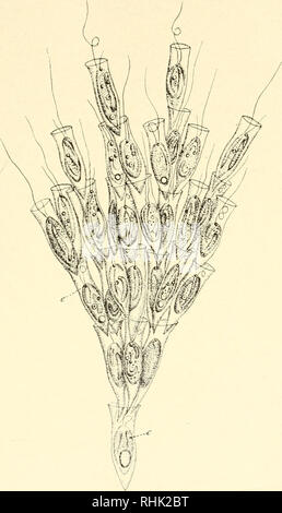 . The biology of the Protozoa. Protozoa; Protozoa. MORPHOLOGY AND ...