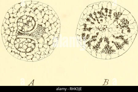 . The biology of the protozoa. Protozoa; Protozoa. DERI VED ORG A NIZA TION 123 which may turn out to be homologous with one or more of these structures. Endobasal bodies, however, are known in micronuclei of a fewT types (e. g., Uroleptus mobilis, Oxytricha fallax) and in some macro nuclei (e. g., Chilodon cucullw, Fig. 30, p. 62). On the other hand, certain special types of cytoplasmic kinetic elements such as myonemes, motorium, and conductile fibers, are characteristic of the ciliates, some of which become highly complicated coordinated neuromotor elements.. Please note that these images a Stock Photo