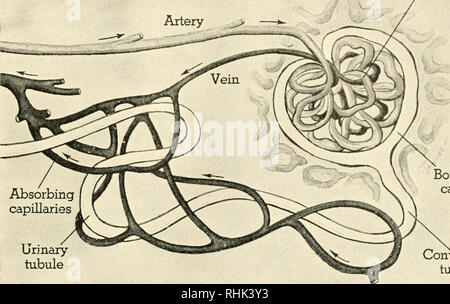 . Biology and man. Biology; Human beings. Glomerulus. Absorbing capillaries Urinary tubule L Bowman's capsule Convoluted tubule THE REMOVAL OF WASTES BY THE KIDNEYS Each tubule starts from on enlarged double-walled capsule. Blood from the artery flows first through the capillaries of the glomerulus, out of which waste material dif- fuses by osmosis. These fluids continue through the tubule, which is very long and very much tangled. The blood continuing past the glomerulus runs through a sec- ond set of capillaries, which are closely enmeshed with the tubules. At this stage much of the water, s
